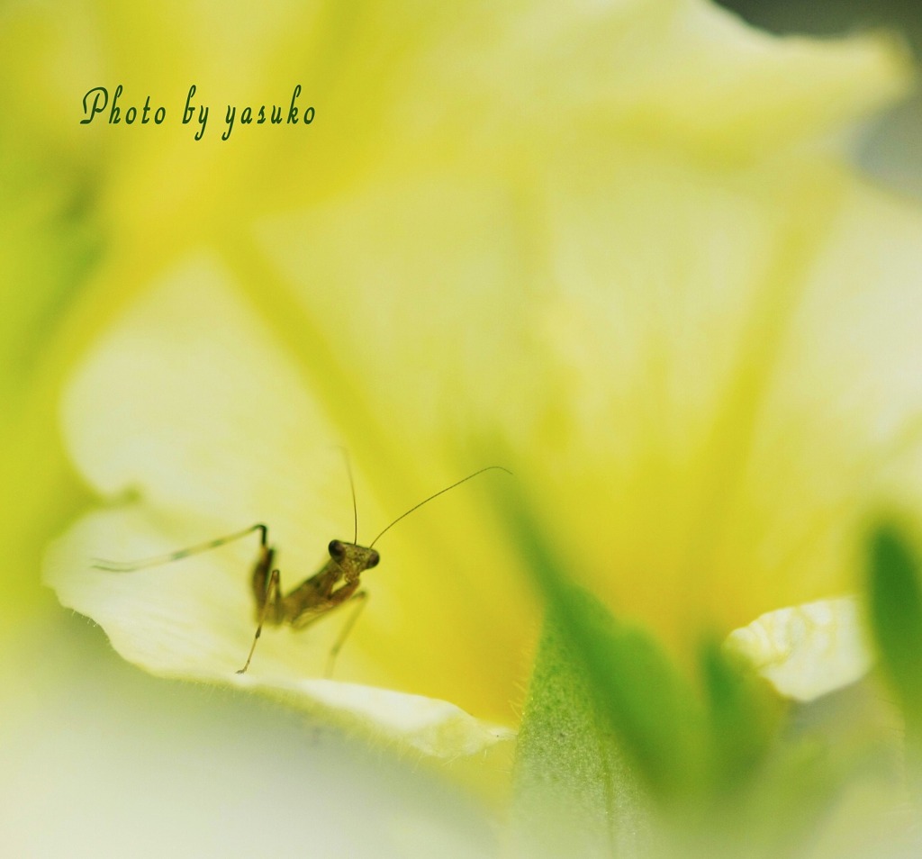 庭の花　と　カマキリ