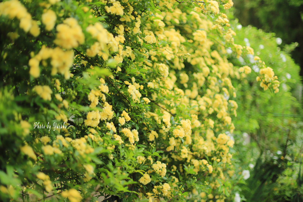 庭の花(モッコウバラ）