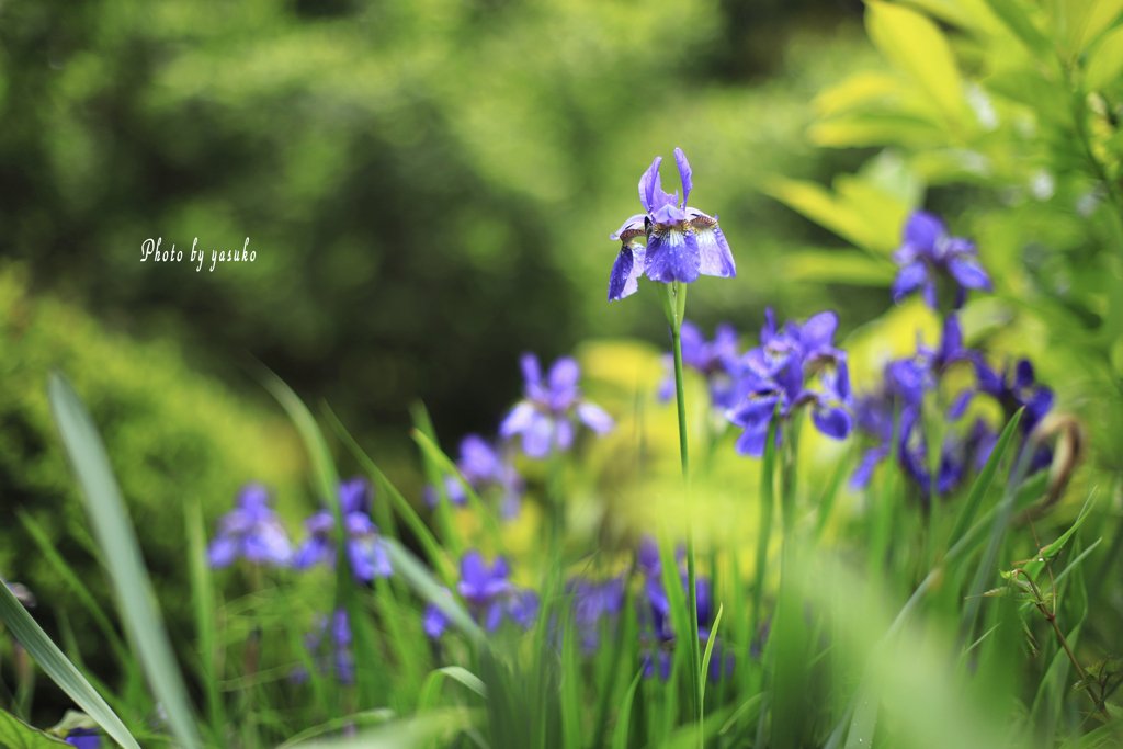 庭の花(アヤメ）