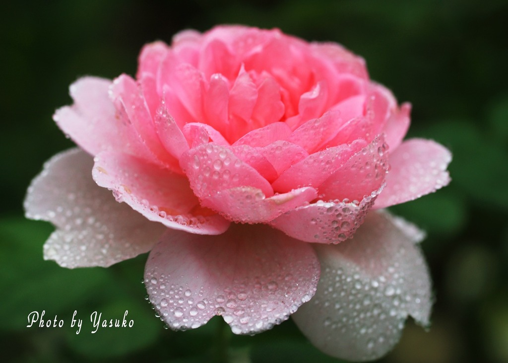 庭の薔薇(ワイフオブバス）