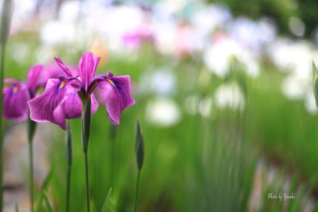 菖蒲園