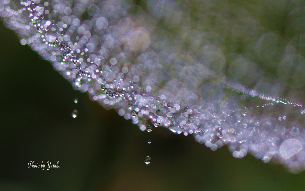 庭で（蜘蛛の糸）