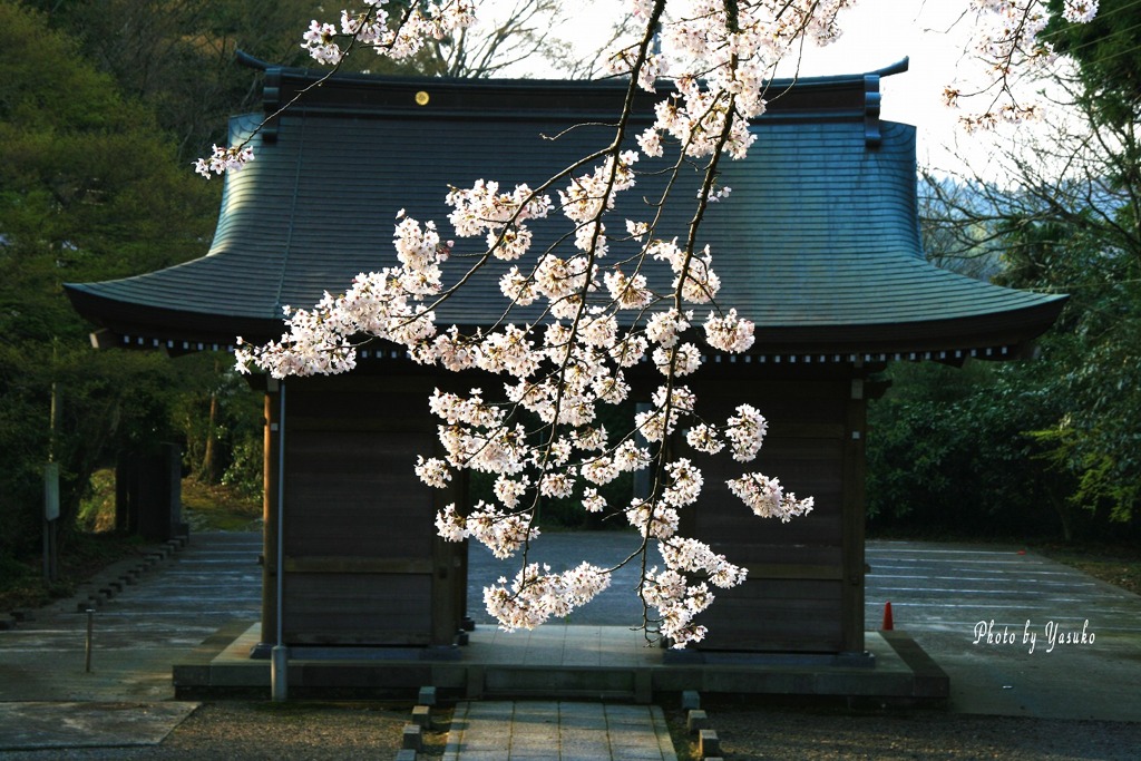 お寺の桜