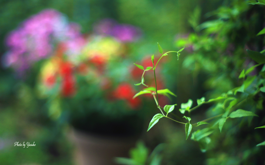 庭の花（秋色・・）