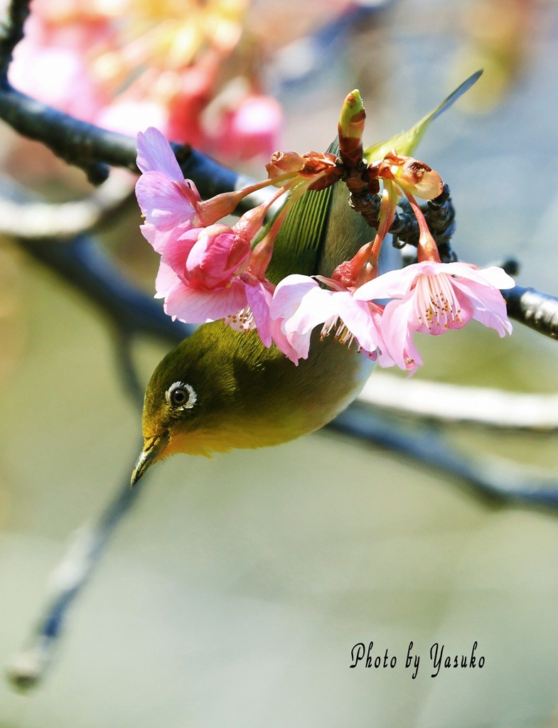 鳥　メジロ　河津桜