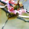鳥　メジロ　河津桜