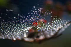 雨上がりの朝