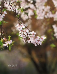 しだれ桜