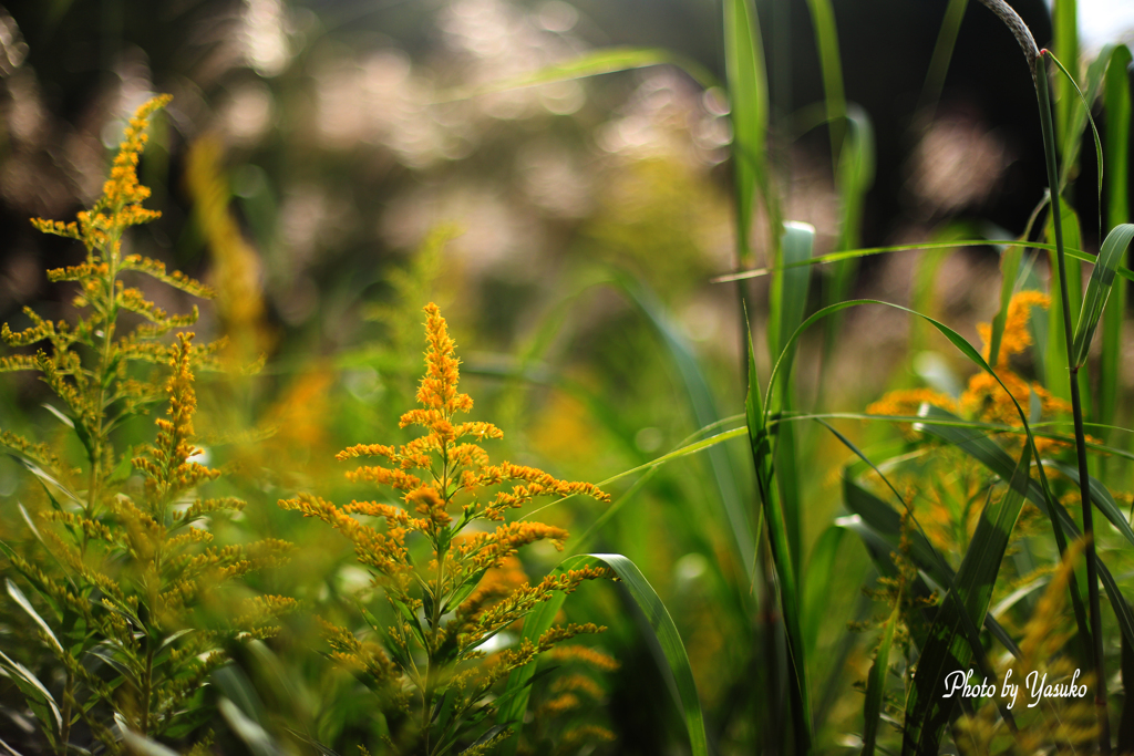 この花見ると・・秋深く・・