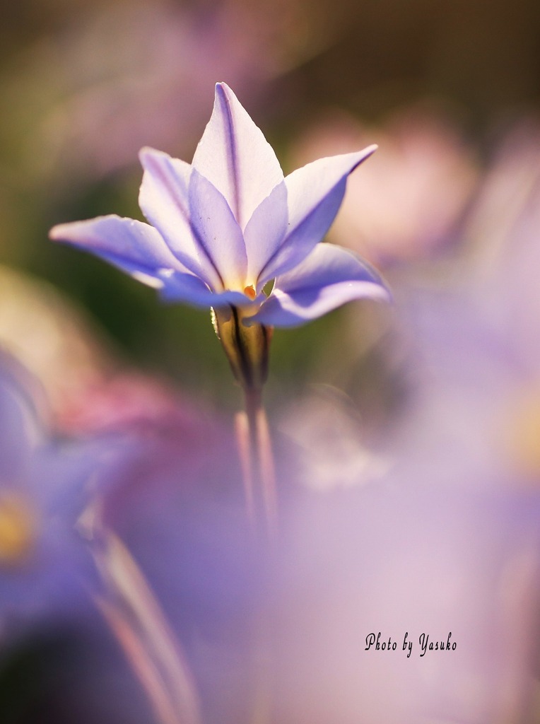 庭の花(花ニラ）