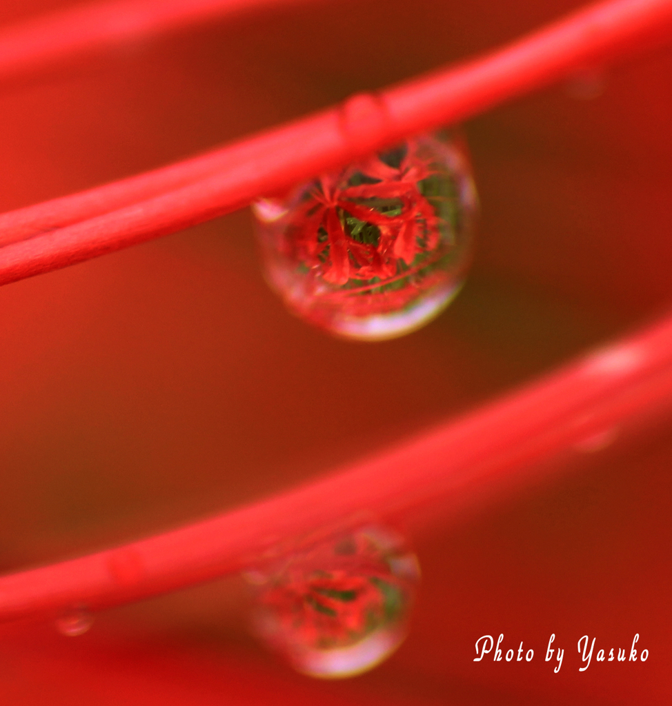 曼珠沙華
