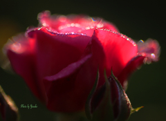 庭の花（赤い薔薇）