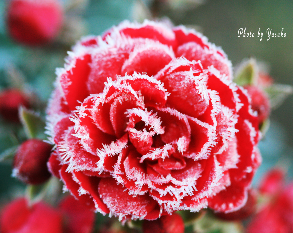  霜の化粧(自宅の薔薇）