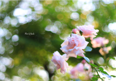 庭の薔薇（ニュードーン）