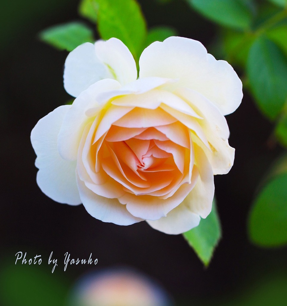 庭の薔薇（ウイリアムモーリス）