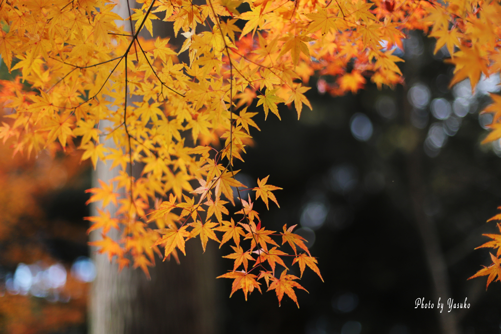 日本では遅い紅葉