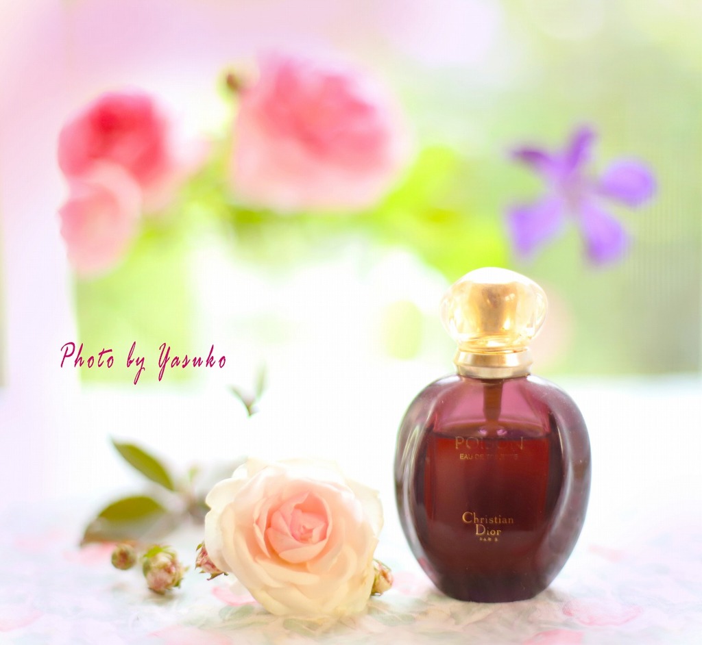 庭の薔薇（粉粧楼）と香水（プアゾン）