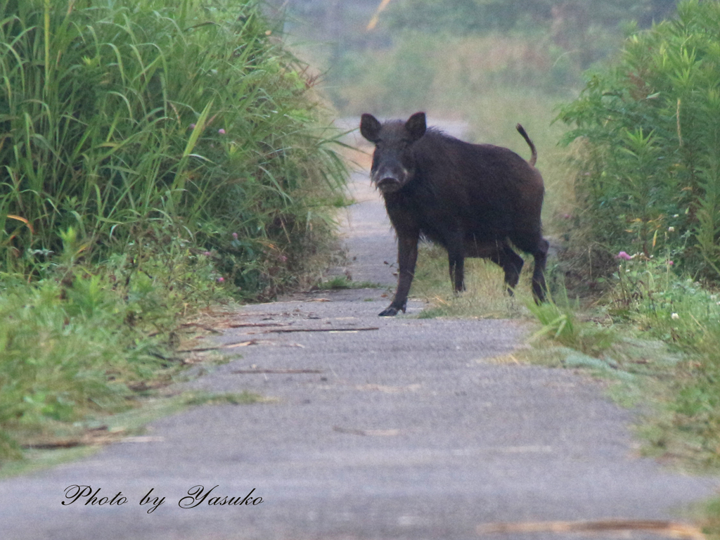 我が家の周りの野生動物