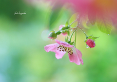 雨の中の薔薇（キューランブラー）