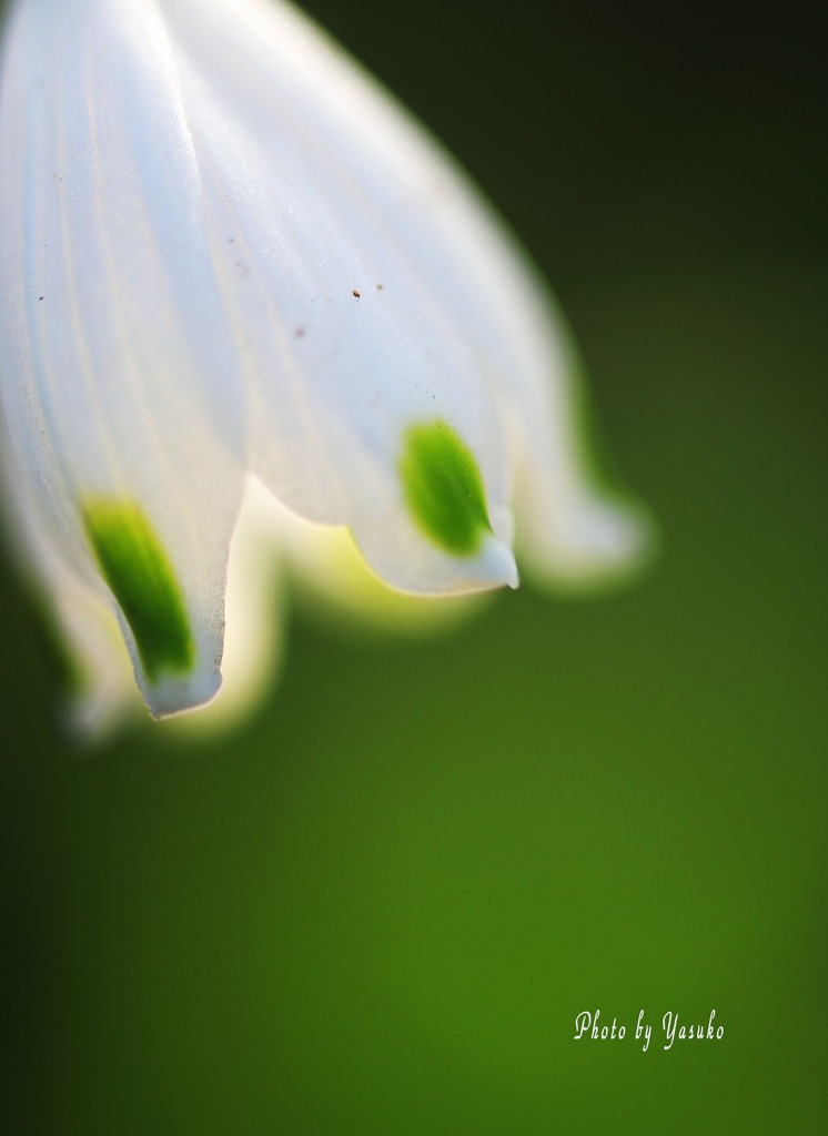 庭の花（スノーフレーク）