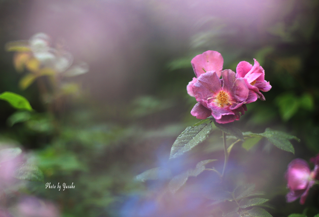 庭の薔薇（ラプソディインブルー）