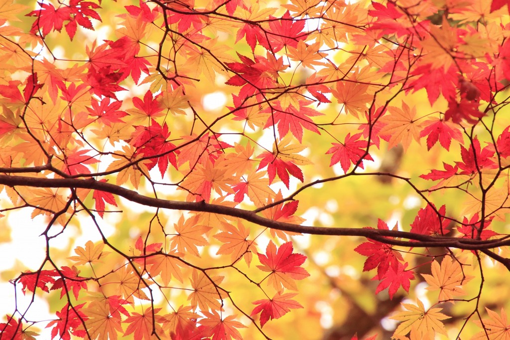 紅葉（奥日光）