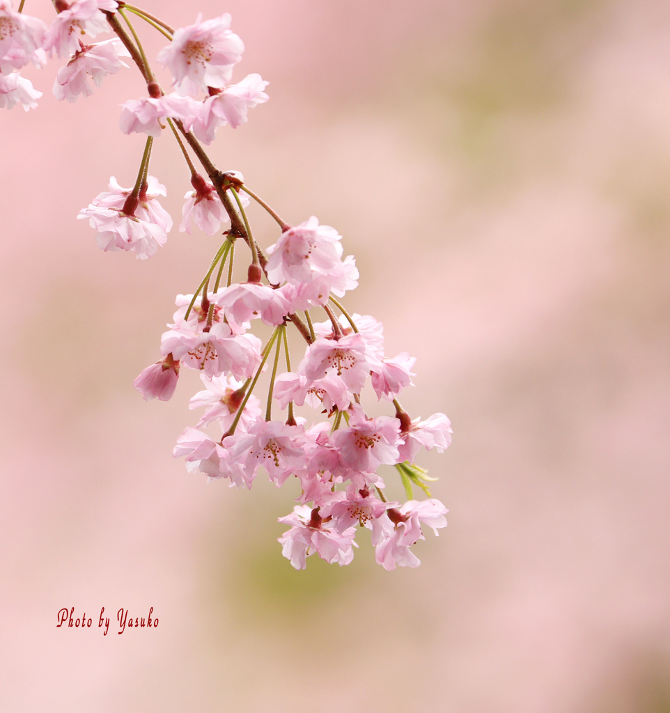 しだれ桜