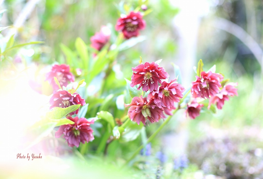 庭の花(クリスマスローズ）