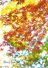 紅葉（旧古河庭園）