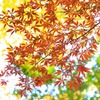 紅葉（旧古河庭園）
