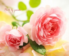 庭の薔薇(ワイフオブバス）