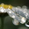 花(マーガレット）