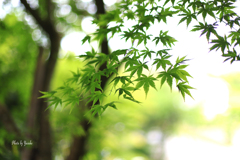 初夏の彩り