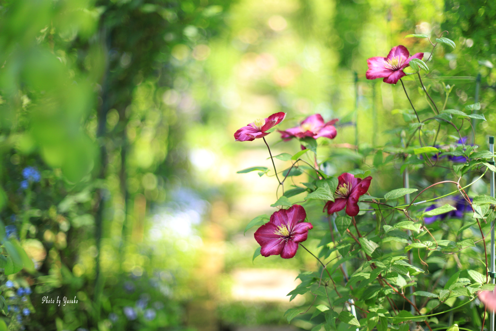 庭の花（クレマチス）