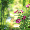 庭の花（クレマチス）