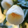 花(白椿）