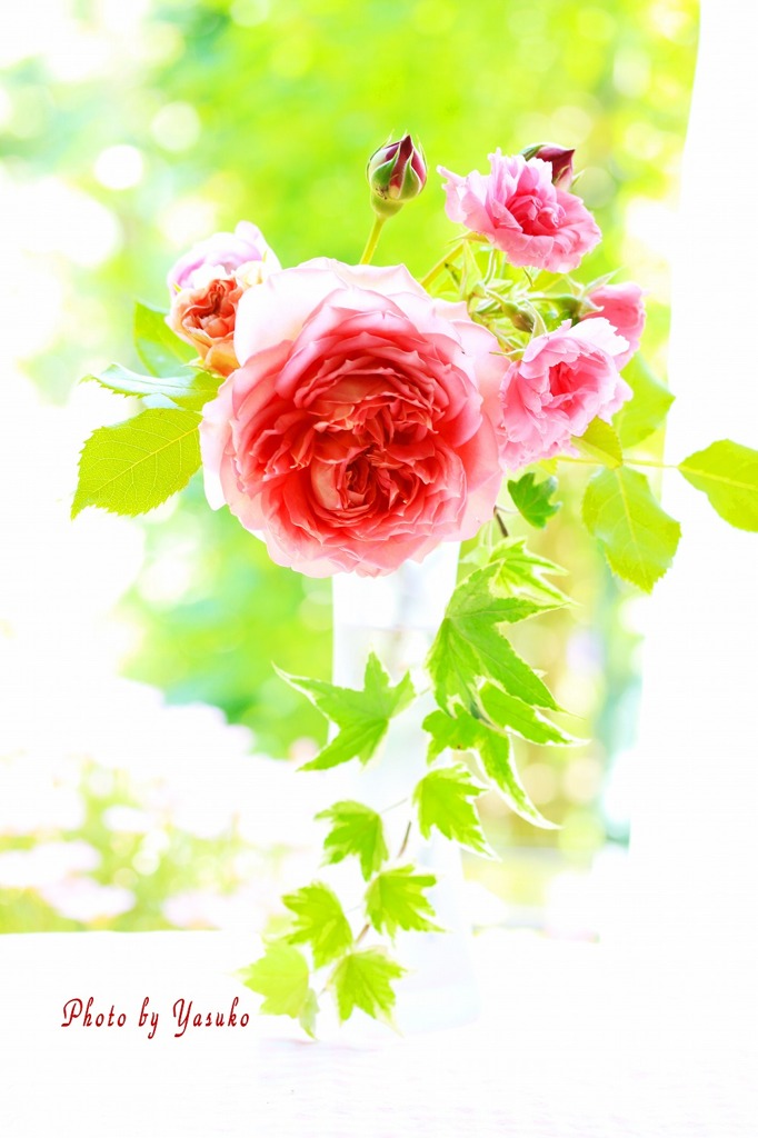 庭の薔薇(窓辺に飾ってコーヒータイム）