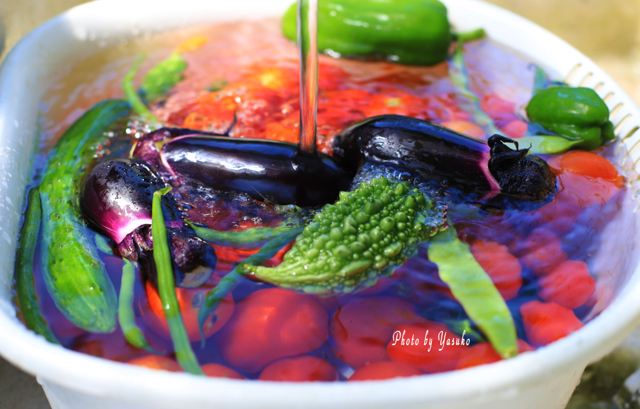 食べ物・飲み物写真集