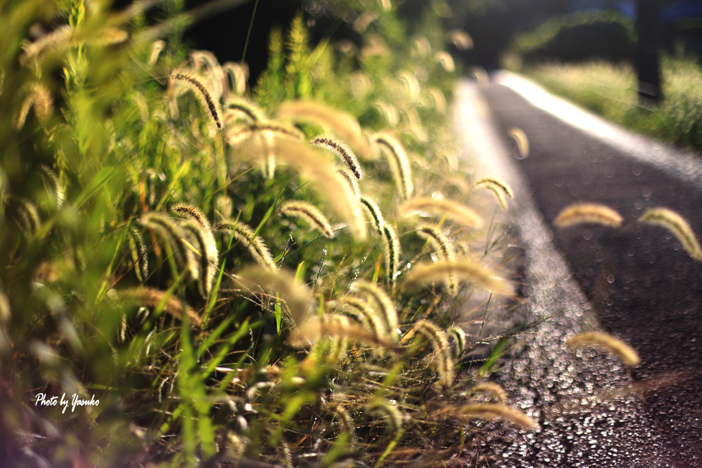 いつものお散歩道