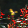 庭の花（サルビア）