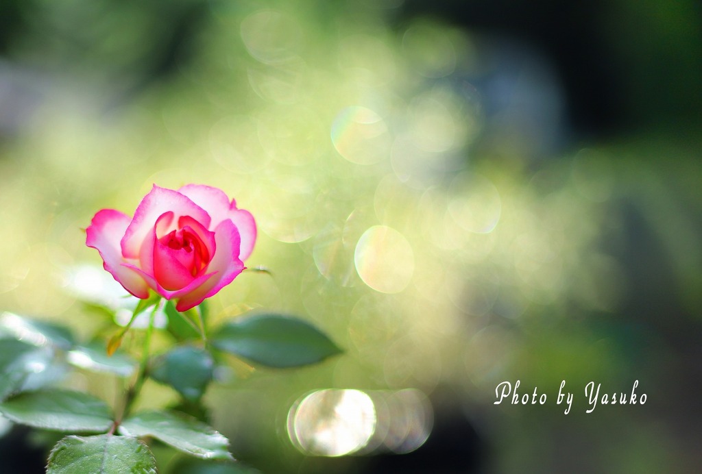 庭の薔薇（プリンセスドゥモナコ）