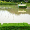 田植えの季節