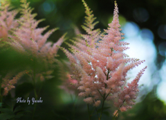 庭の花（アスチルベ）