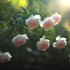 庭の花（薔薇マダムフィガロ）