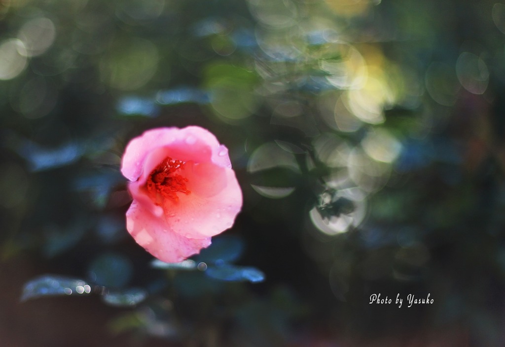 庭の薔薇(デンティベス）