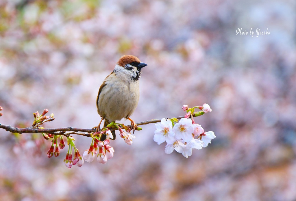 花見の季節