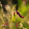 お写ん歩（田の土手のタデ）