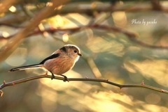 庭に来る鳥（エナガ）