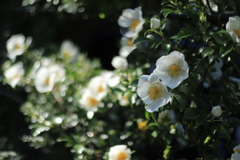 庭の薔薇（ナニワイバラ）
