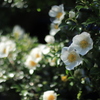 庭の薔薇（ナニワイバラ）